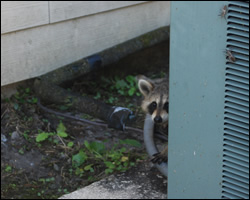 Raccoon removal and control Herndon VA