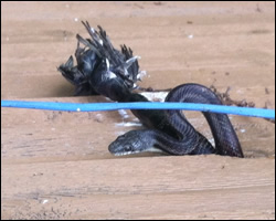Snake control in Herndon VA