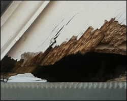 Squirrel damage in Herndon VA