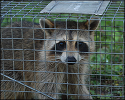 Herndon wildlife trapping