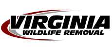 Herndon Wildlife Removal